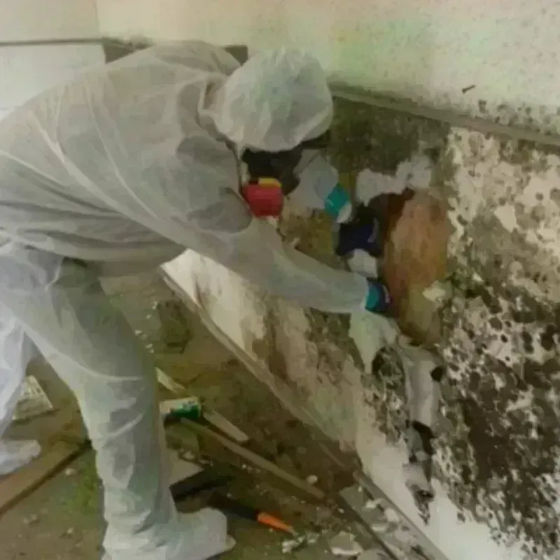 Mold Remediation and Removal in Bradley County, TN